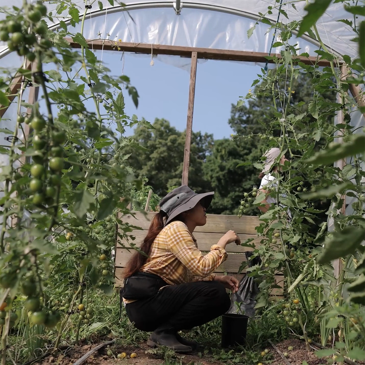 Photo of a young woman in garden gloves and a hat reaching out towards a tomato plant in a greenhouse