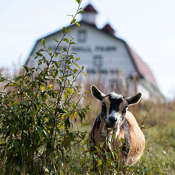 Photo of a goat on Eden Hall Campus, with the white barn in the background