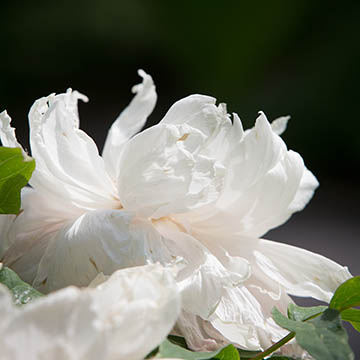 Photo of a flower on Chatham University's Shadyside Campus