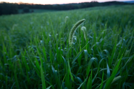 Photo of tall green grass on Eden Hall farm against a sunset. 