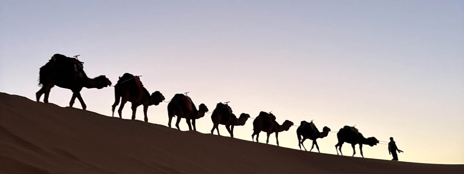 Camels in the desert, photo by Jada Jenkins