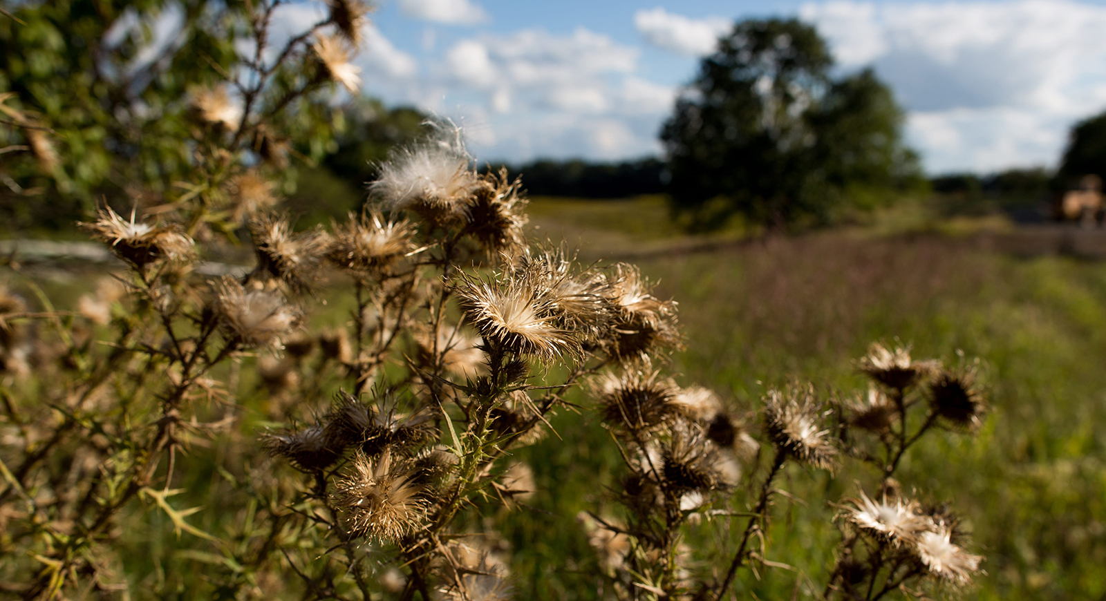 Photo of dry milk thistle growing in a green field at Chatham University's Eden Hall Farm. 