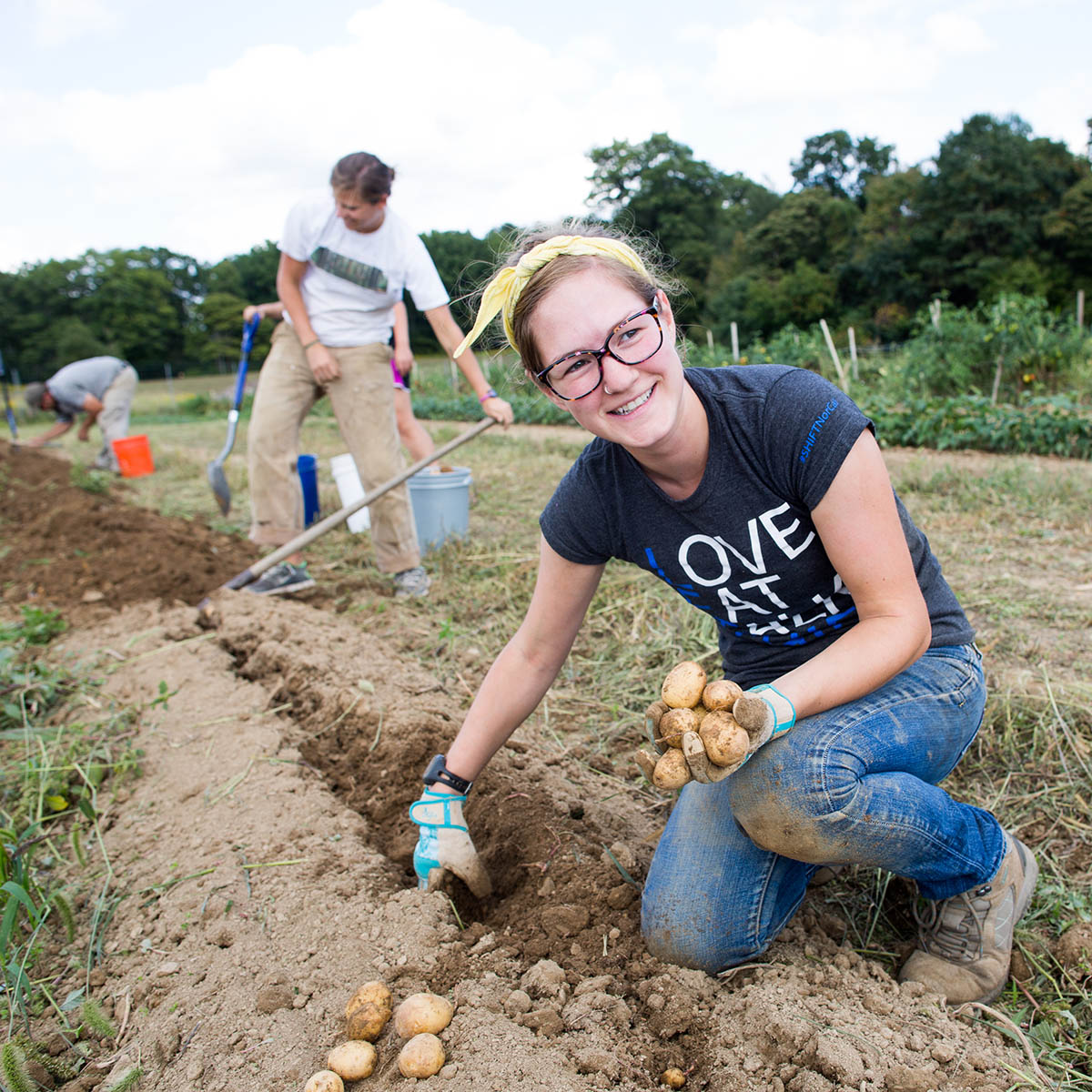 Sustainability student digging for potatoes on Chatham's Eden Hall Farm