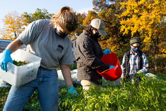 Photo of Chatham University graduate students harvesting the agroecology garden on Eden Hall Campus