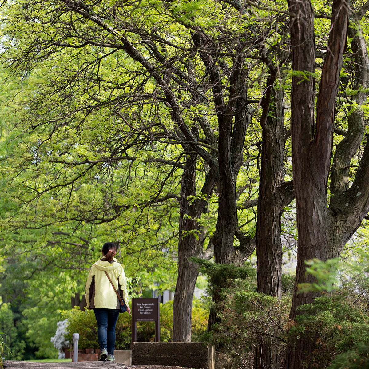 Photo of a woman in a yellow jacket walking away from the camera along a tree-lined sidewalk
