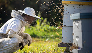 Photo of a beekeeper and bees swarming a hive on Eden Hall Campus